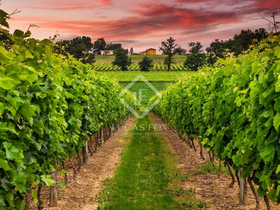 Wine Estates for Sale and Wine Consultancy