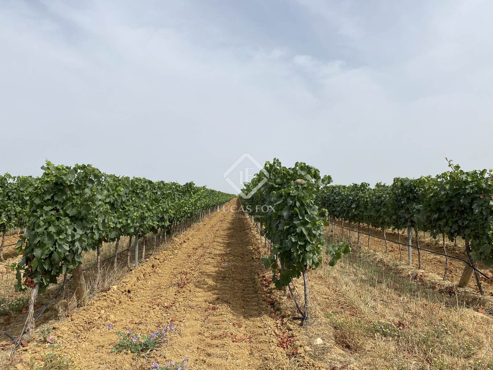 Viñedos en venta