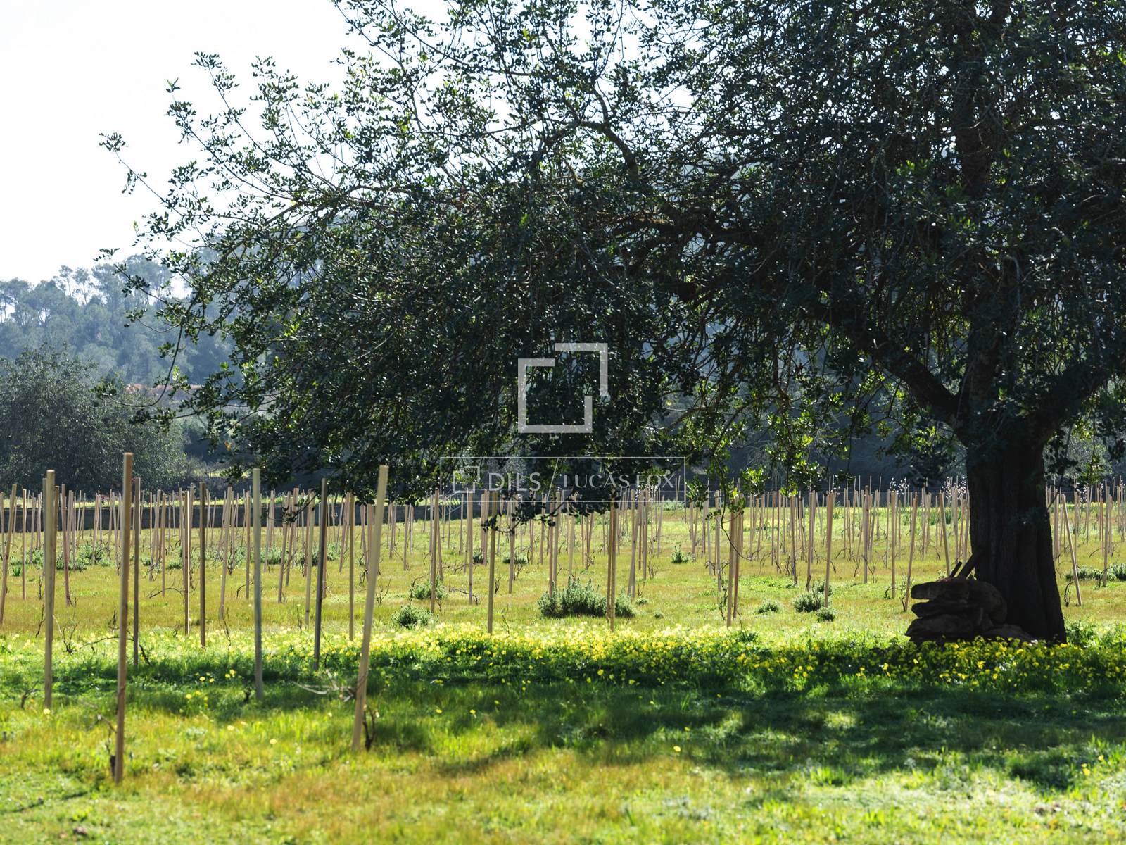 Vineyard for sale