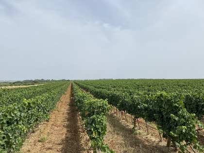 920m² vineyard with 5,000m² garden for sale in South France